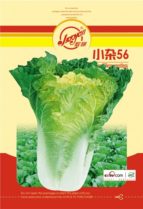 Xiaoza 56——Autumn-sowing Cabbage
